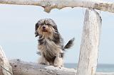 PETIT CHIEN LION 104
